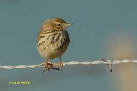 Pipit
