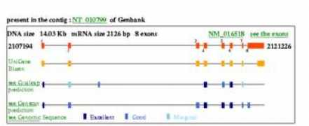 genatlas.medecine.univ-paris5.fr Pipox