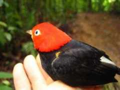 Pipra