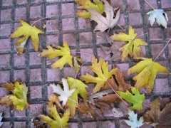 infojardin.com Piquis