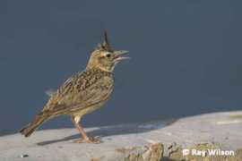 raywilsonbirdphotography.co.uk Pirang