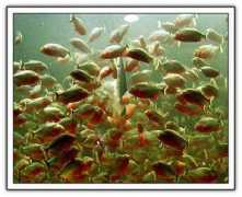 brainshavings.com Piranha