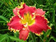 kinnebrewdaylilygarden.com Piranha