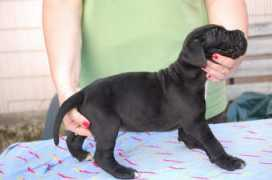 chicory-canecorso.cz Pirda
