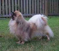 dragonsongtibetanspaniels.com Pirim