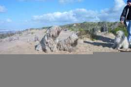 komondor-info.be Pirosh