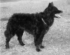 server.hund.ch Pirota
