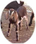 goldthwaite-nubians.tripod.com Pirouette