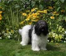 hund.ch Pirros