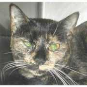 mendocinohumane.org Pisaro