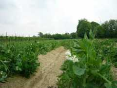 panoramio.com Piselli