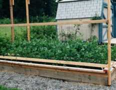 greenme.it Piselli