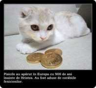 funnyblog.ro Pisici