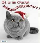 poze-fun.cere.ro Pisicuta