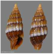 mitroidea.eurasiashells.net Pisolina