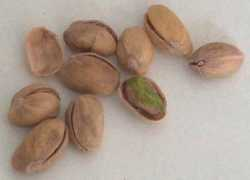 agraria.org Pistacchio