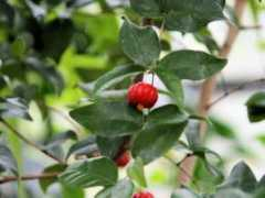 botanic.jp Pitang