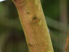 botanic.jp Pitang