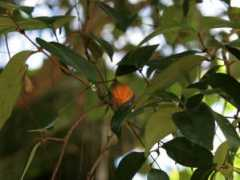 botanic.jp Pitang