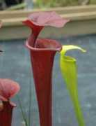 Pitcher