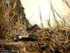 oiseaux.net Pitchou