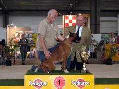 boxerkennel.be Pitero
