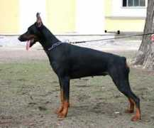 dobermann-review.com Piterskii