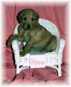 championsoftheheart.com Pitocco