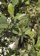 desert-tropicals.com Pitomba
