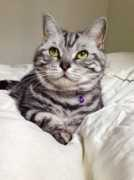 Pitou