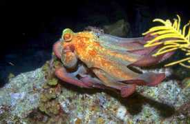 gooddive.com Pitro