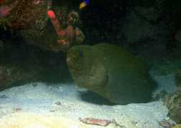 gooddive.com Pitro