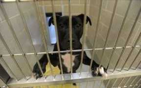 mlive.com Pittie