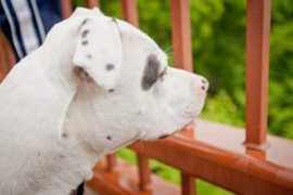 dailydogtag.com Pittie
