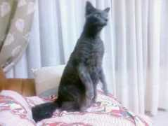 vivapets.com Pitucha