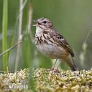 naturephoto-cz.com Pityer