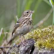 naturephoto-cz.com Pityer