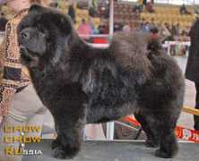 chow.chow.ru Piuk