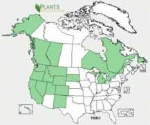 ontariowildflowers.com Piun