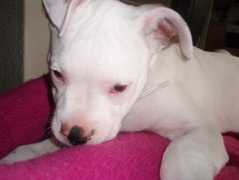 vivapets.com Pivert