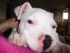 vivapets.com Pivert