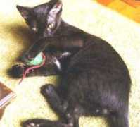 becodosgatos.com.br Pivete