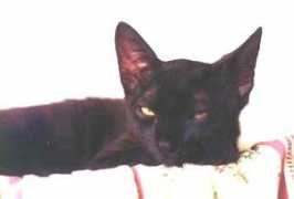 becodosgatos.com.br Pivete