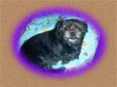 nadette888.free.fr Piwee