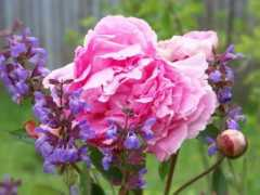 mounthood.bloog.pl Piwoni