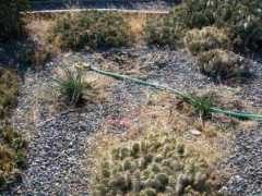 ddgnevada.com Placement