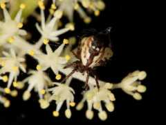 cirrusimage.com Placida