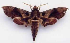 lepidoptera.butterflyhouse.com.au Placida