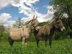 panoramio.com Placides