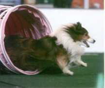 sheltie.com Plail